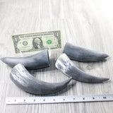 4 Small Raw Unfinished Cow Horns #1357   Natural Colored b