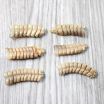 6 Very Large Rattlesnake Rattles  #5457    Taxidermy Diamondback Sidewinder