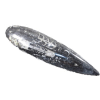 1 Large Orthoceras Fossil  #2457