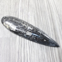 1 Large Orthoceras Fossil  #2457