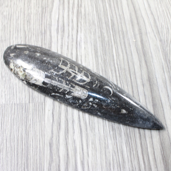 1 Large Orthoceras Fossil  #2457