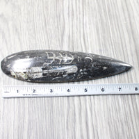 1 Large Orthoceras Fossil  #2457