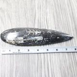 1 Large Orthoceras Fossil  #2457