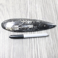 1 Large Orthoceras Fossil  #2457