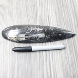 1 Large Orthoceras Fossil  #2457