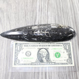 1 Large Orthoceras Fossil  #2457