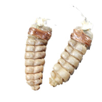 Very Large Rattlesnake Rattle Earrings  #6557  Mountain Man Earrings