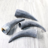 4 Small Raw Unfinished Cow Horns #3557   Natural Colored b