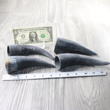 4 Small Raw Unfinished Cow Horns #3557   Natural Colored b