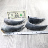 4 Small Raw Unfinished Cow Horns #3557   Natural Colored b