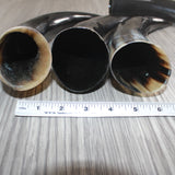4 Polished Cow Horns #566    Natural colored