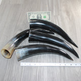 4 Polished Cow Horns #566    Natural colored
