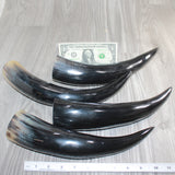 4 Polished Cow Horns #566    Natural colored