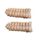 2 Large Rattlesnake Rattles  #866    Taxidermy Diamondback Sidewinder
