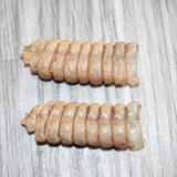 2 Large Rattlesnake Rattles  #866    Taxidermy Diamondback Sidewinder
