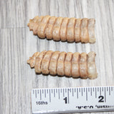2 Large Rattlesnake Rattles  #866    Taxidermy Diamondback Sidewinder