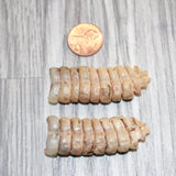 2 Large Rattlesnake Rattles  #866    Taxidermy Diamondback Sidewinder