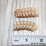 2 Rattlesnake Rattles  #166    Taxidermy Diamondback Sidewinder