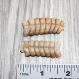 2 Rattlesnake Rattles  #166    Taxidermy Diamondback Sidewinder