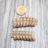2 Rattlesnake Rattles  #166    Taxidermy Diamondback Sidewinder