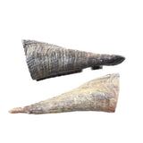 2 Small Polished Goat Horns #1358      Natural Colored