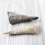 2 Small Polished Goat Horns #1358      Natural Colored