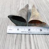 2 Small Polished Goat Horns #1358      Natural Colored