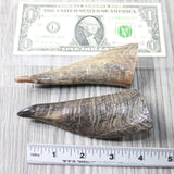 2 Small Polished Goat Horns #1358      Natural Colored