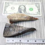 2 Small Polished Goat Horns #1358      Natural Colored