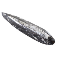 1 Extra Large Orthoceras Fossil  #5658