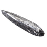 1 Extra Large Orthoceras Fossil  #5658