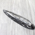 1 Extra Large Orthoceras Fossil  #5658