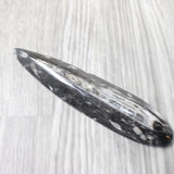 1 Extra Large Orthoceras Fossil  #5658
