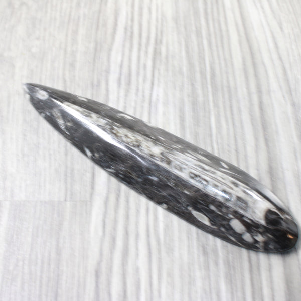 1 Extra Large Orthoceras Fossil  #5658