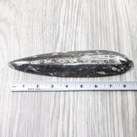 1 Extra Large Orthoceras Fossil  #5658