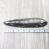 1 Extra Large Orthoceras Fossil  #5658