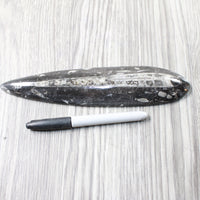 1 Extra Large Orthoceras Fossil  #5658