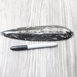 1 Extra Large Orthoceras Fossil  #5658