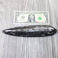 1 Extra Large Orthoceras Fossil  #5658