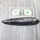 1 Extra Large Orthoceras Fossil  #5658