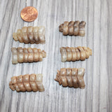 6 Small  Rattlesnake Rattles  #1666    Taxidermy Diamondback Sidewinder