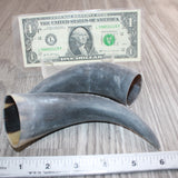 2 Small Unfinished Cow Horns #666    Natural Colored