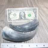 2 Small Unfinished Cow Horns #666    Natural Colored