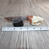 Muskrat Skull Handle Stone Blade Ornamental Knife #08566    Mountain Man Knife