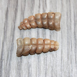 2 Rattlesnake Rattles  #866   Taxidermy Diamondback Sidewinder