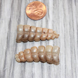 2 Rattlesnake Rattles  #866   Taxidermy Diamondback Sidewinder