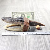 Alligator Head Handle Stone Blade Ornamental Knife #7858    Mountain Man Knife
