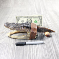 Alligator Head Handle Stone Blade Ornamental Knife #7858    Mountain Man Knife