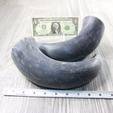 2 Raw Unfinished Cow Horns #1958     Natural Colored b
