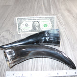 2 Small Polished Cow Horns #666    Natural colored